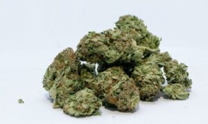 cannabis-buds